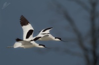 Tenkozobec opacny - Recurvirostra avosetta - Pied Avocet 0803
